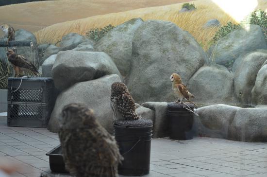 Lindsay Wildlife Experience